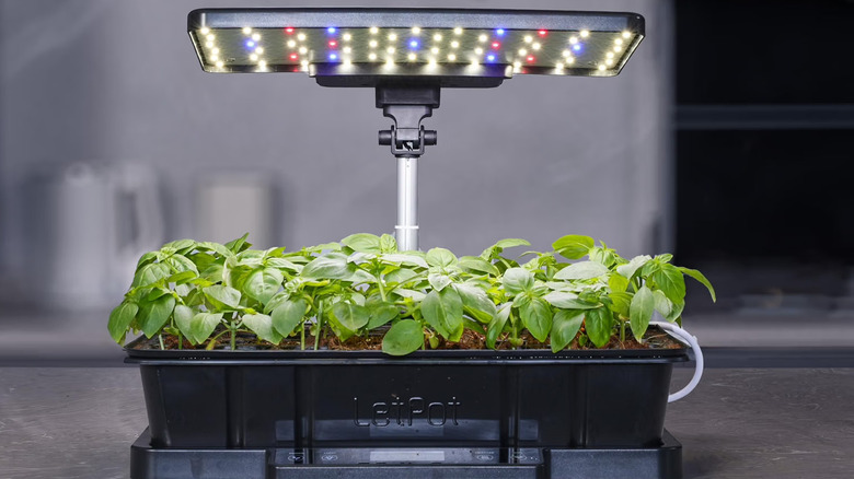 The LetPot Smart Seed Starter with the light on and green leafed plants