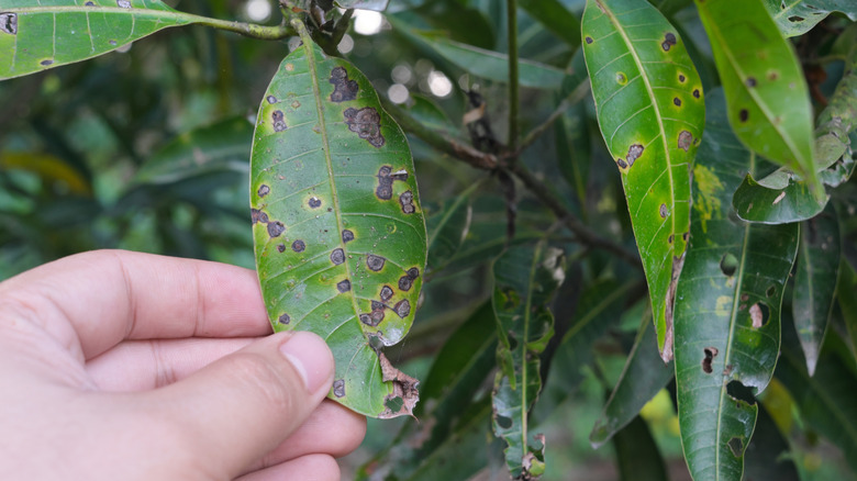 Person holds a mango leaves suffering an anthracnose fungal infection.