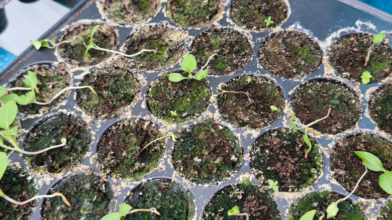 Seedlings wilt from damping off.