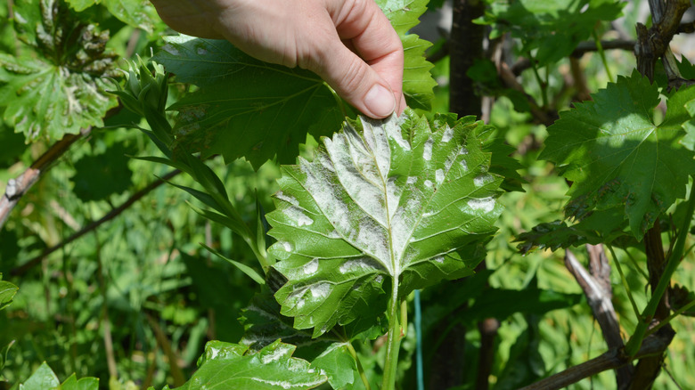 Someone holds a leaf showing signs of downy mildew.