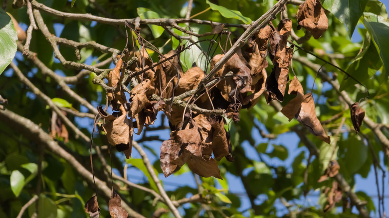 Leaves shrivel due to fire blight.