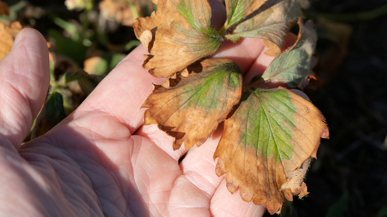 Strawberry leaves are damaged by Fusarium wilt.