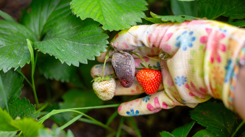 Gardener holds strawberries affected by gray mold.