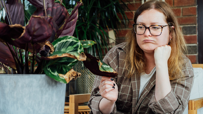 Woman frowns at the browning leaves a houseplant.