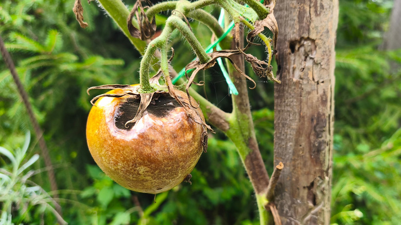 A tomato on the vine is ruined by late blight.