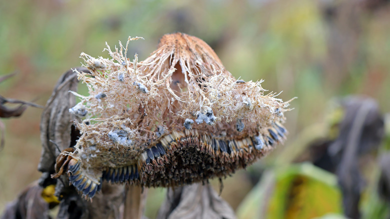 A white mold infection rots a sunflower.