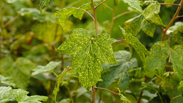 Splotchy leaf indicates mosaic virus.