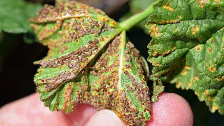 Person holds leaf that's got a rust infection.