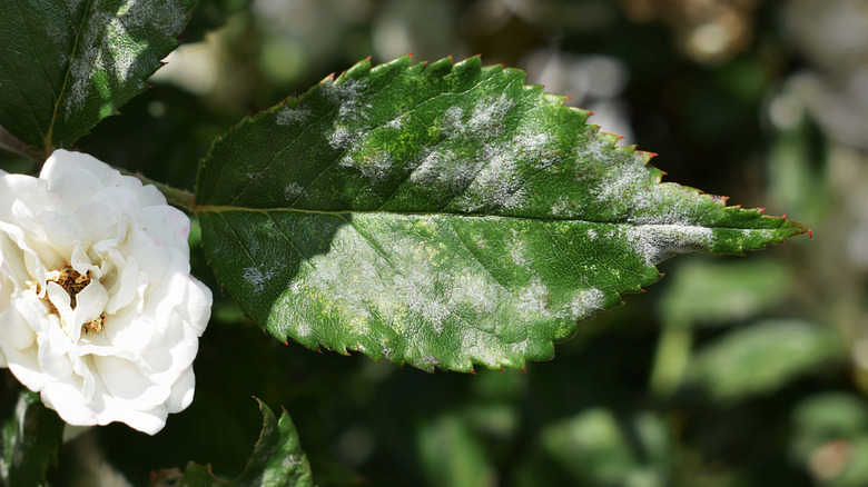 Powdery mildew infects the leaf of a plant.