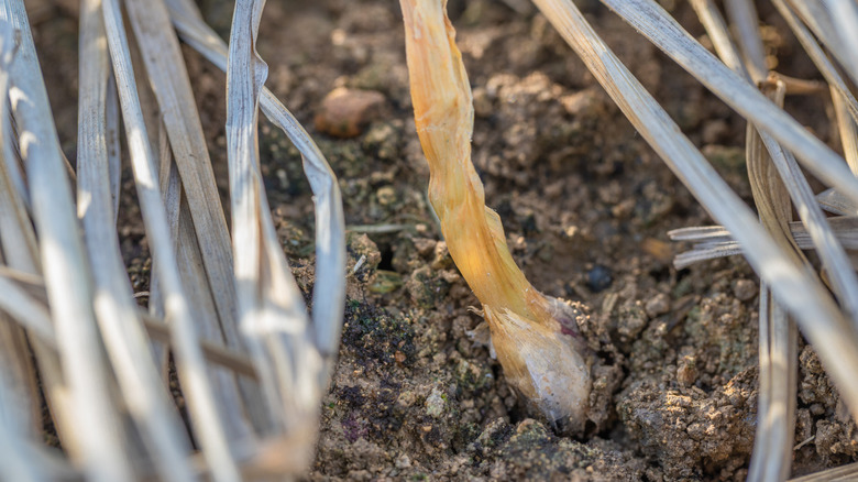 Onion shrivels in the ground from white rot.
