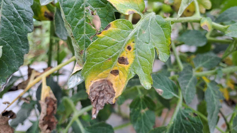 Early blight spots appear on a tomato leaf.