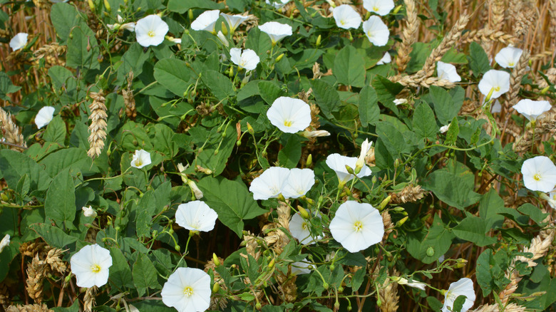 White field bindweed flowers blooming with green leaves and tan wheat