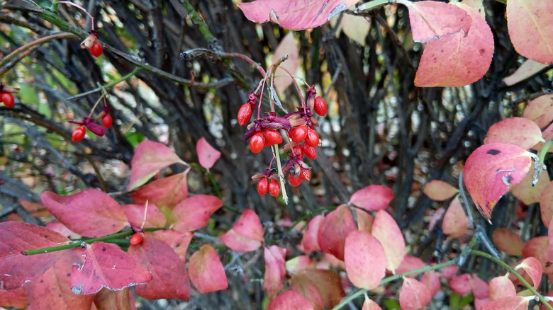 Red burning bush berries among red and yellow foliage