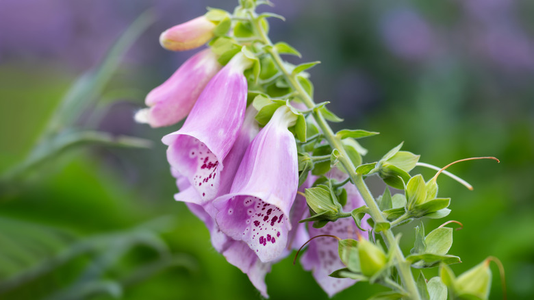 Closeup of purple and white foxglove flowers on a green stalk