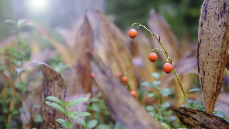 Orange lily-of-the-valley berries among dead foliage