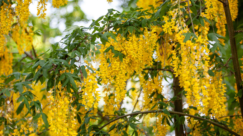 Clusters of yellow laburnum flowers and green leaves