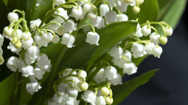Closeup of white lily-of-the-valley flowers and green leaves