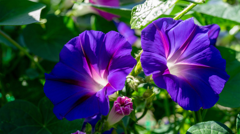 Closeup of purple morning glory blooms and green foliage
