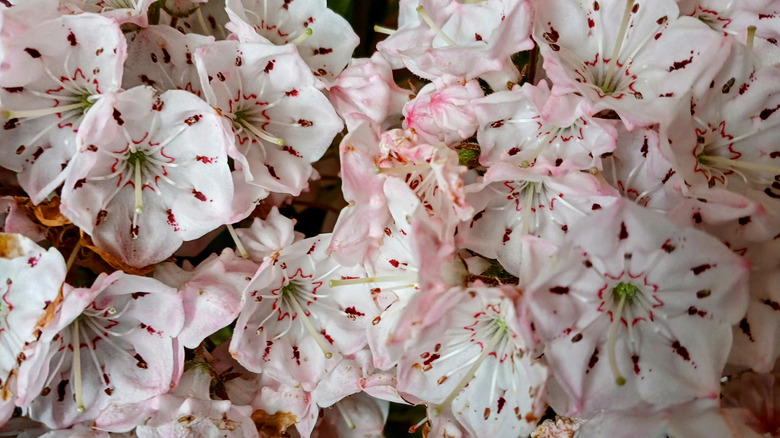 Closeup of white and pink mountain laurel flowers