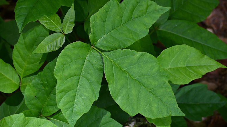 Green poison ivy leaves