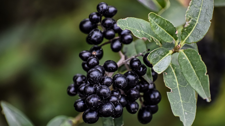Dark blue privet berries and green leaves