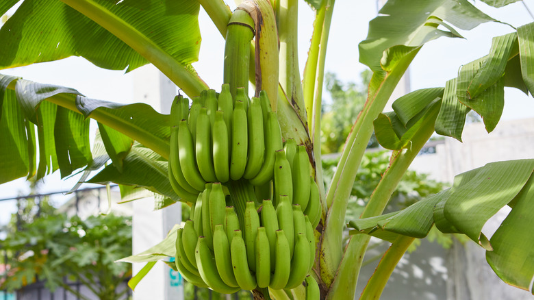 Green bananas grow on a banana tree.