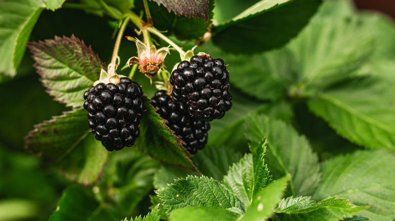 A cluster of three blackberries grow on the vine.