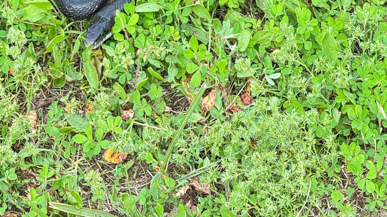 A rat snake slithers through clover.