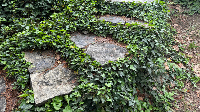 English ivy grows densely around stone steps.