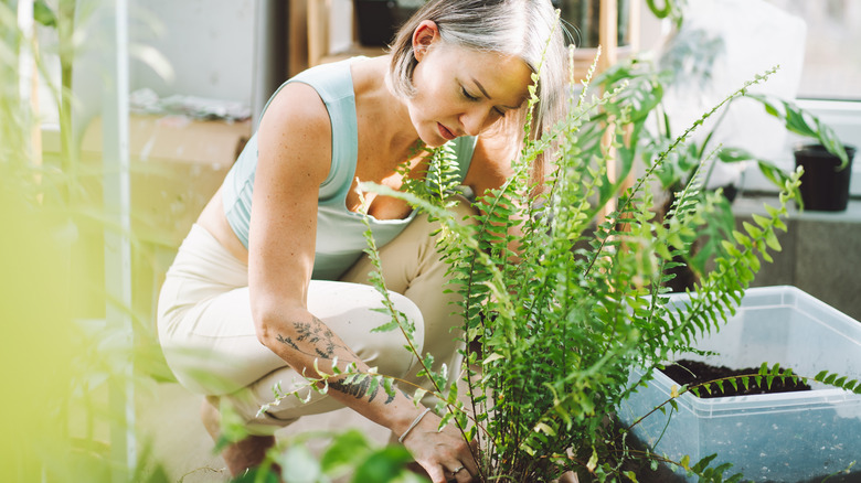 Woman replants a fern.