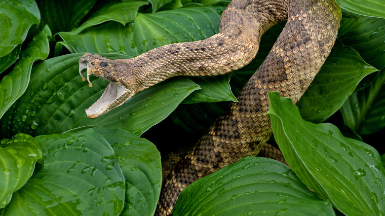 A rattlesnake raises up from green hosta leaves with fangs out.