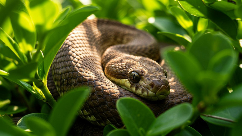 Snake sits coiled in the grass.