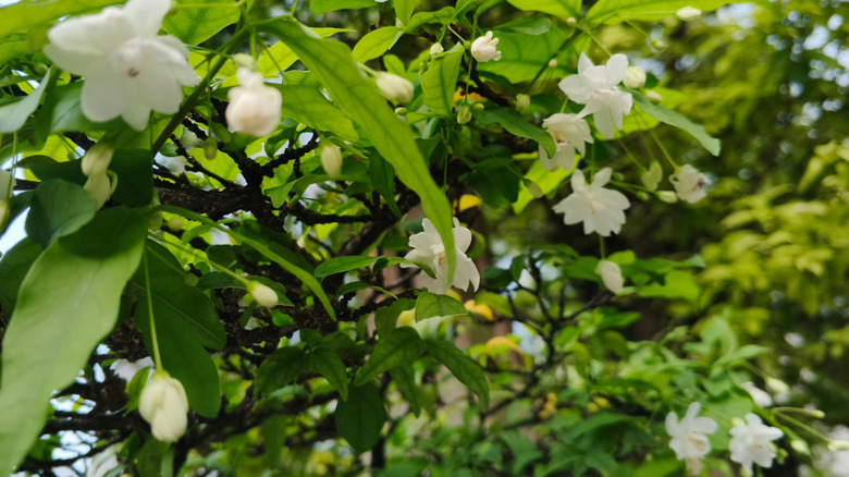 White jasmine flowers boom.