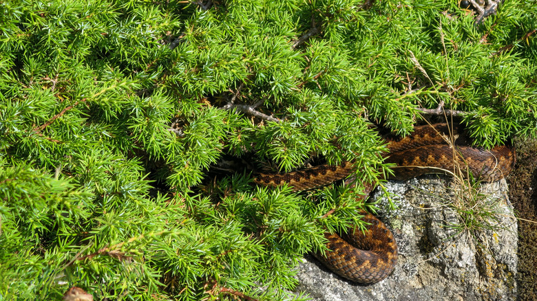 A juniper bush partially hides a snake.