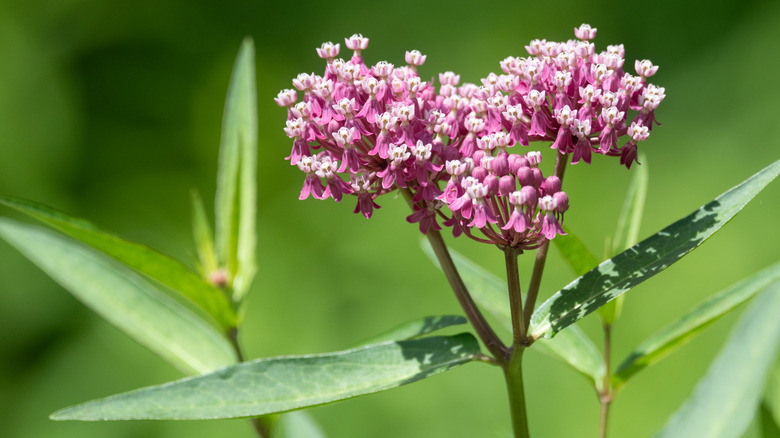 Close up of a pink milkweed bloom.