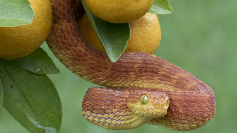 A venomous bush viper hangs in a tree under ripe oranges.