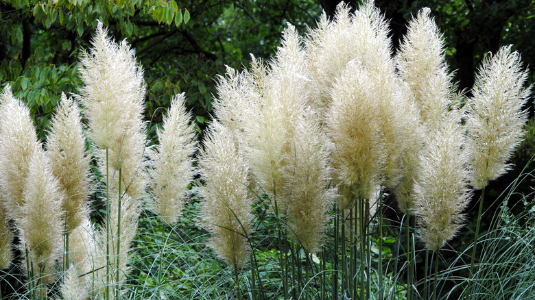 Pampas grass plumes stand tall in a garden.