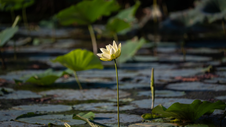 An American lotus flower blooms in a pond.