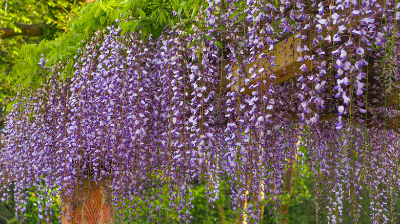 Purple wisteria blooms hang off of a pergola.
