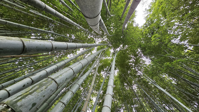 Looking up from the ground at a bamboo forest topped with green leaves
