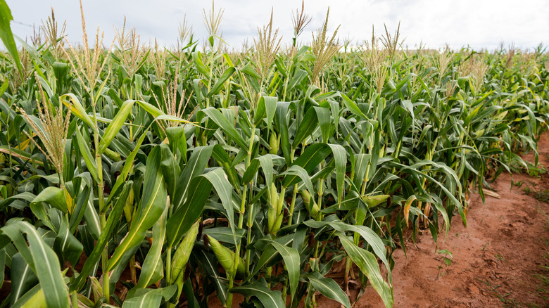 A row of corn plants growing in a field