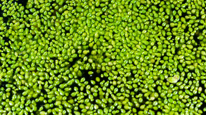 Closeup of green duckweed plants on water's surface