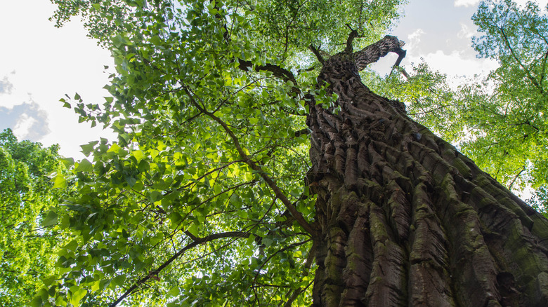 Upward shot of an eastern cottonwood tree against the sky