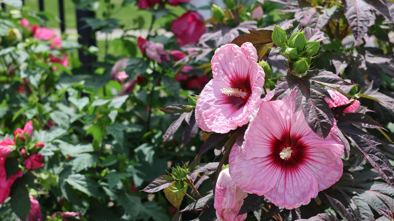 Closeup of pink Summerific hibiscus flowers against purplish green foliage