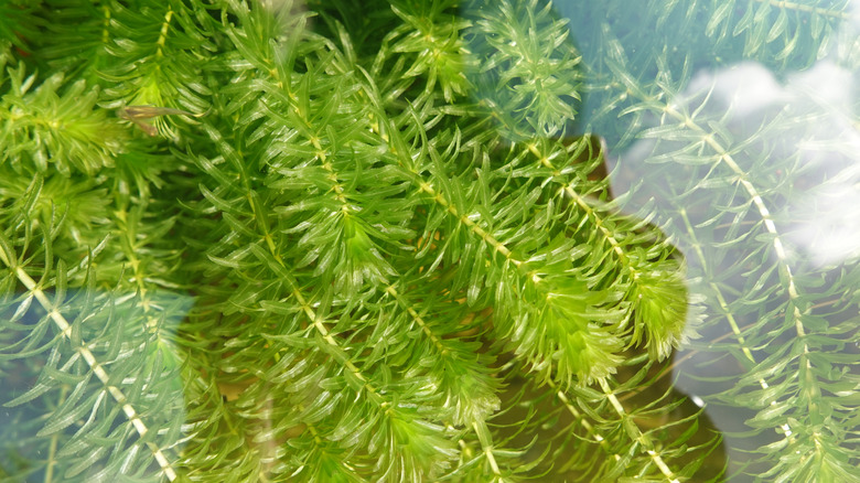 Green hydrilla plants seen below the water's surface