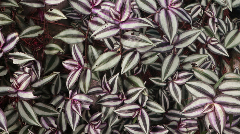 A bunch of green and purple striped inch plants