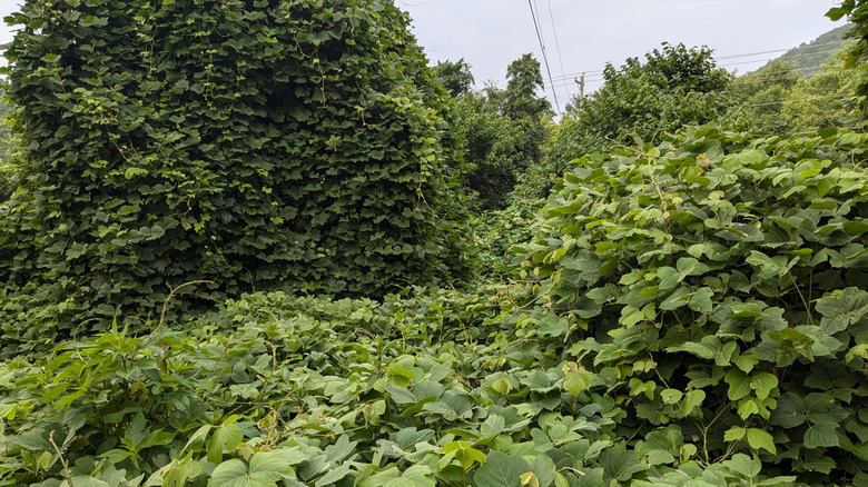 Trees and ground covered in thick green kudzu vines