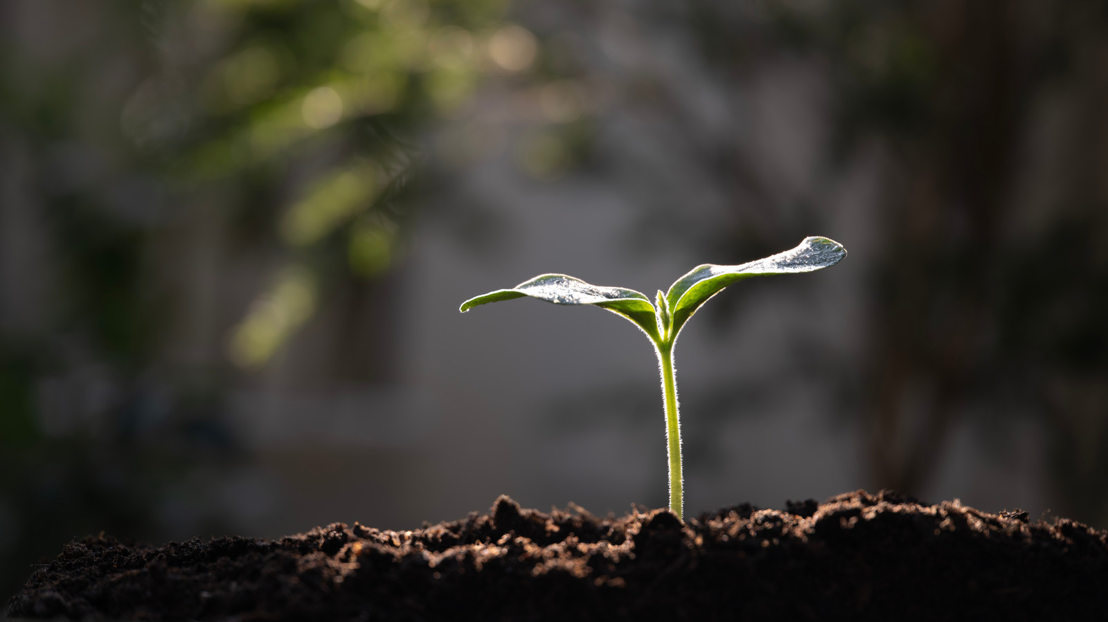 14 Plants That Grow The Most In A Single Week