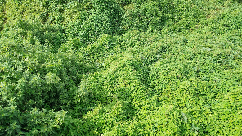 A dense green thicket of mile-a-minute plant vines