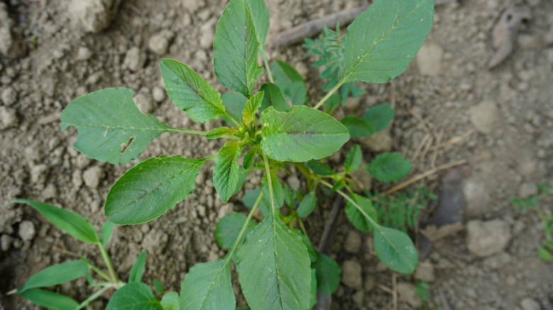 A green Palmer amaranth plant against the soil
